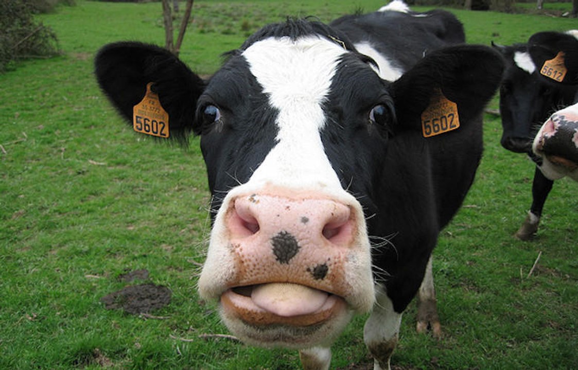 Aufregung in Österreich: Die #KuhKussChallenge erhitzt die Gemüter