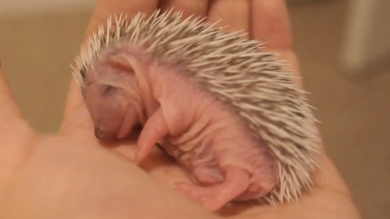 Un bébé hérisson fait une sieste