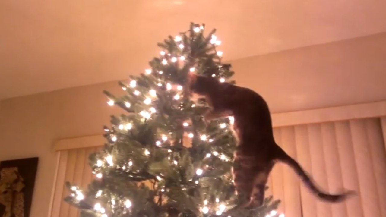 Un chat escalade un sapin de noël