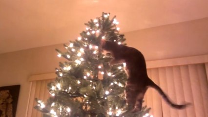 Un chat escalade un sapin de noël