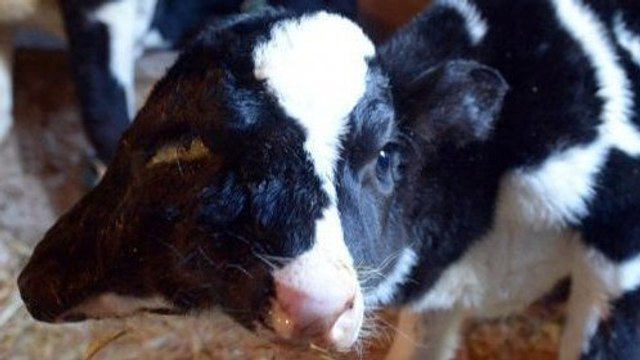 Maroc : naissance d'un veau à deux têtes