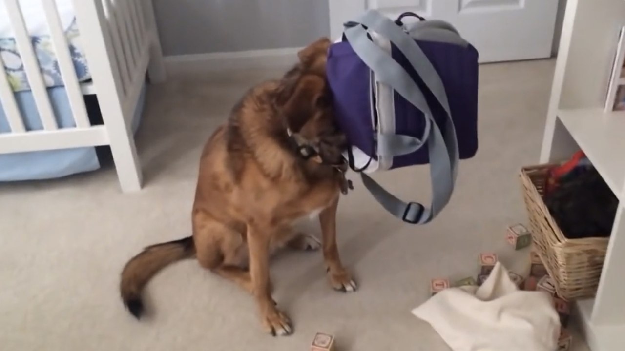 Un chien va regretter d'être trop gourmand. Vous ne devinerez jamais pourquoi