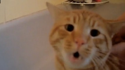 Un chat refuse de prendre son bain