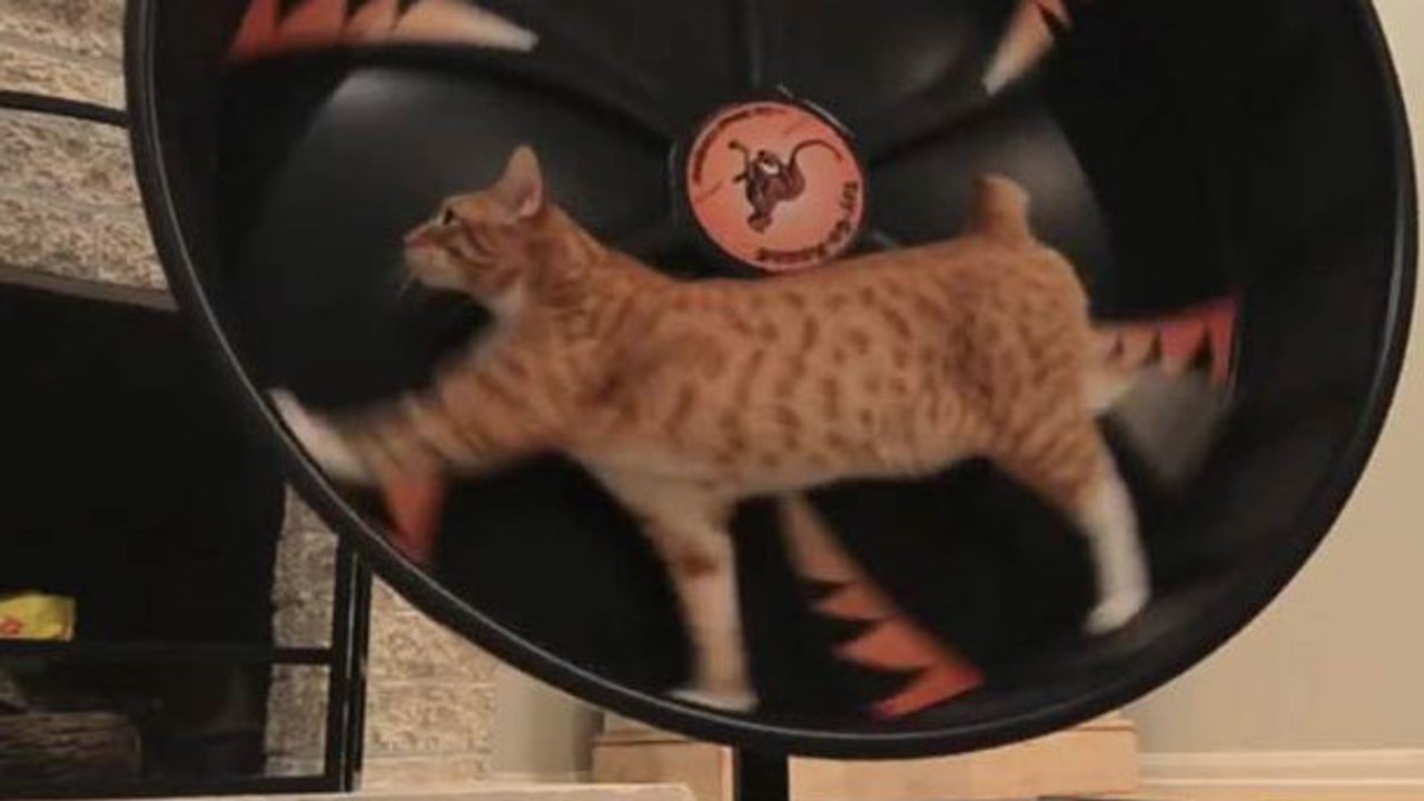 Ce chat se prend pour un hamster