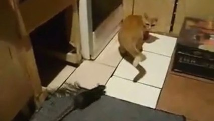 Chat contre rat : vous serez surpris de voir qui gagne cette bataille