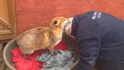 Après avoir vu cela, vous aurez envie d'adopter un renard