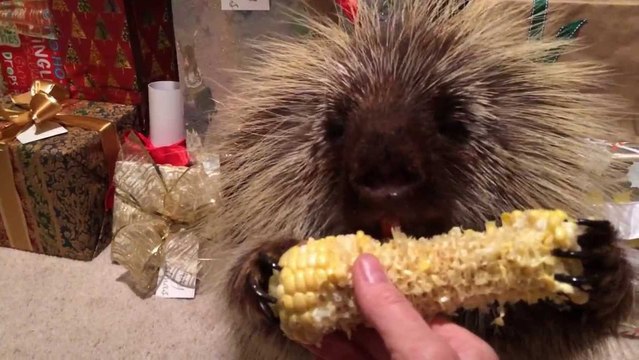Un porc-épic mange son maïs de noël