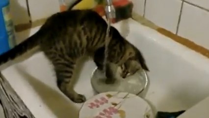 Ce chat sait faire la vaisselle
