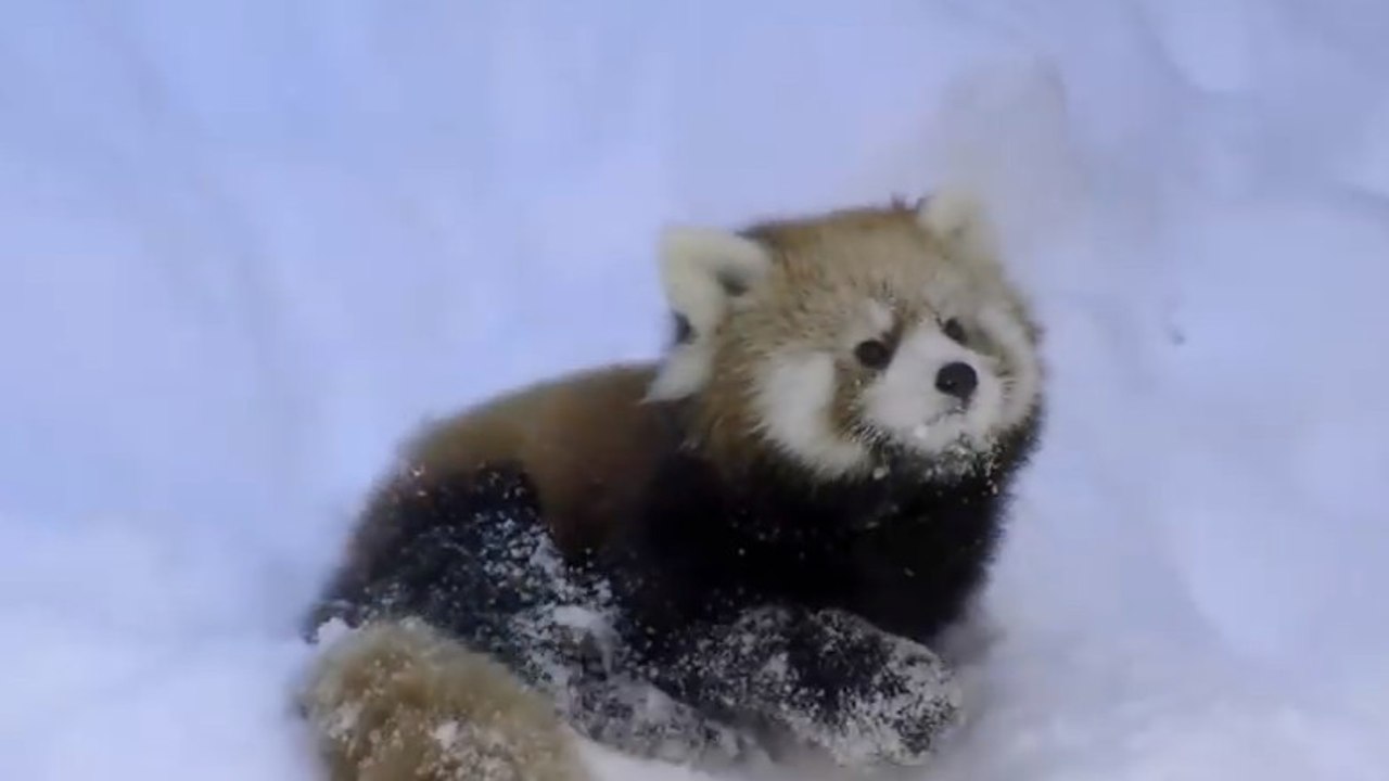 Lorsque la neige recouvre tout, les pandas roux s'amusent comme des fous
