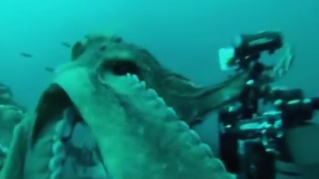 Au fond de la mer se cachent des créatures incroyables. Celle ci va vous effrayer