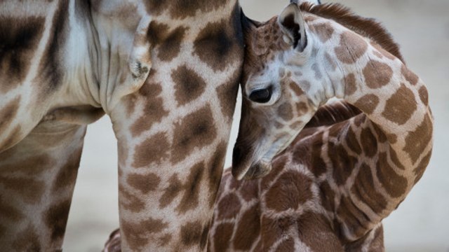 Zoo de Copenhague : le sort de Marius, le girafon euthanasié, va vous révolter