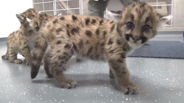 Ces bébés cougars n'ont pas eu une vie facile. Mais ils ont pu être sauvés