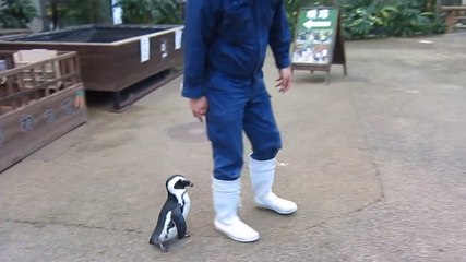 Ce pingouin est très attaché à ce gardien de zoo. Il le suit partout