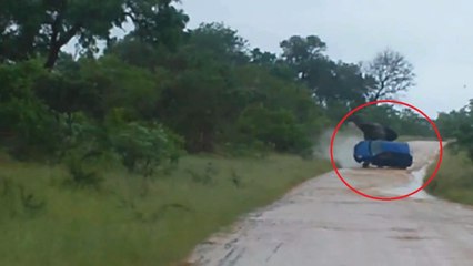 Cet éléphant n'est pas content du tout, et il le prouve