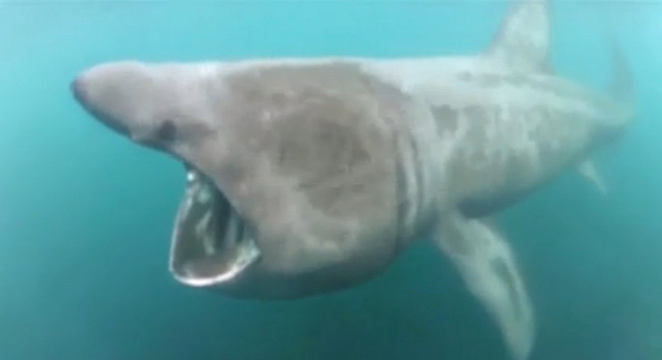Découvrez dans quelles circonstances cette photo de requin a été prise. C'est terrifiant