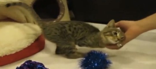 Ce chaton va vous émouvoir. Son histoire est exceptionnelle