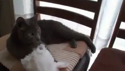 Découvrez comment ce chat se transforme en lapin