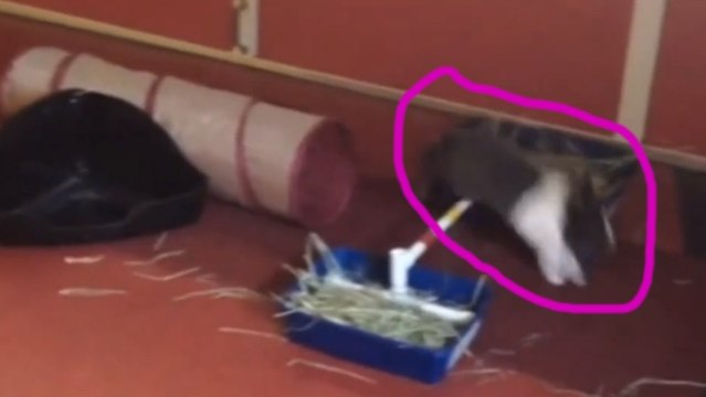 Ce lapin est capable de véritables prouesses. Il va vous épater