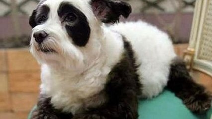 Mi-chien, mi-panda, découvrez cet animal trop mignon