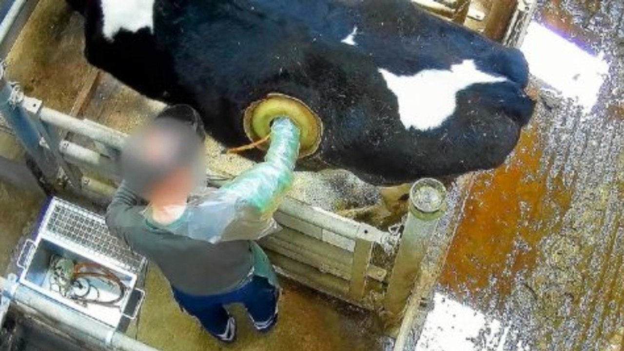 Heimlich gefilmt: 'Loch-Kuh' empört nicht nur Tierschützer