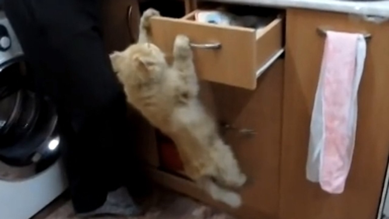 Ces chats ne sont vraiment pas doués. Ces fails vont vous faire rire