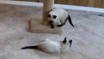 Deux adorables chatons se bagarrent : qui va remporter la victoire ?