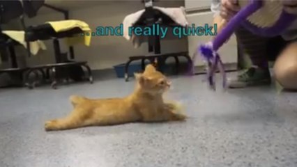 Découvrez l'histoire de Stockings, le chaton handicapé qui voulait vivre normalement