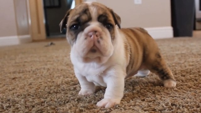 Deux bébés bouledogues apprennent à marcher. Vous allez fondre