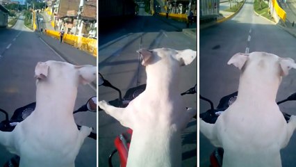 Avez-vous déjà vu un chien faire de la moto ?