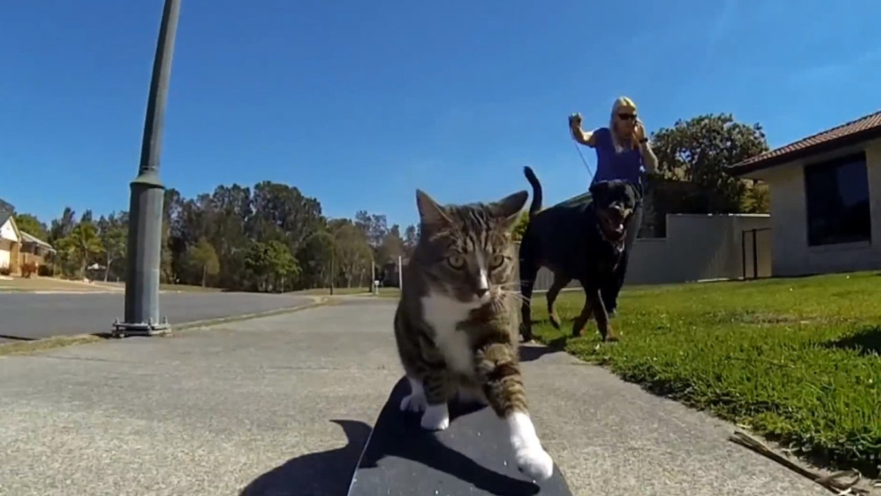 Ce chat est incroyablement doué pour le skateboard, et vous le montre