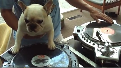 Ce chien se prend pour David Guetta. Découvrez son morceau en vidéo