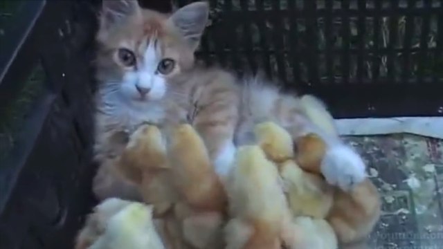 Ce chaton a trouvé une nouvelle vocation. Celle d'être une vraie mère poule