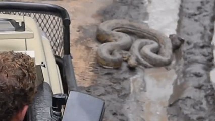 Ces touristes ne s'attendaient pas à une telle visite. Un serpent les attendait