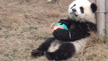 Ce bébé panda a trouvé un nouveau jouet. Il ne veut plus s'en séparer