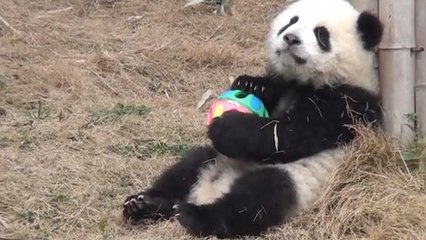 Ce bébé panda a trouvé un nouveau jouet. Il ne veut plus s'en séparer