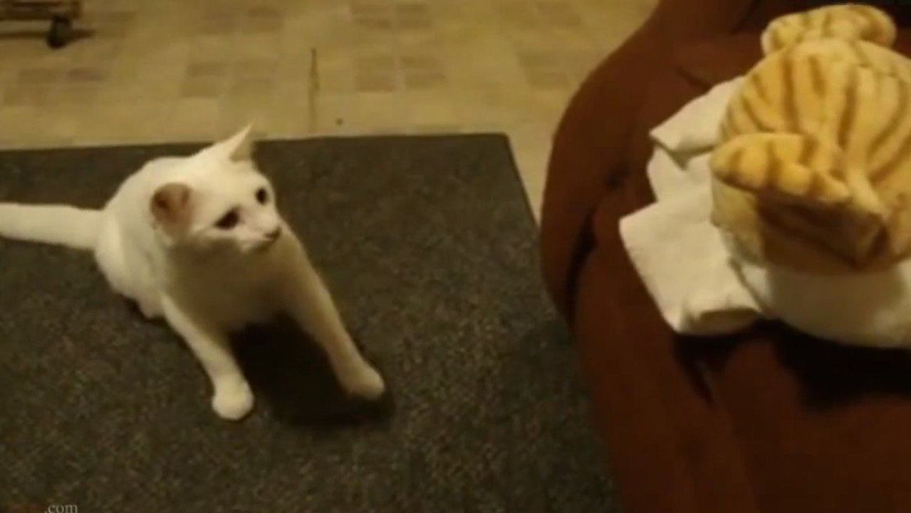 Ces chats sont tous effrayés par quelque chose. Découvrez de quoi il s'agit