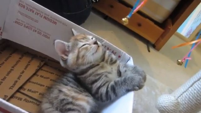 Cet homme parvient à hypnotiser les chats. Son pouvoir est sidérant