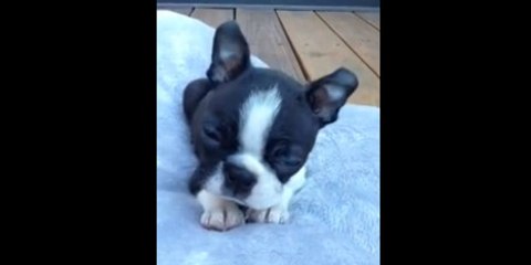 Cet homme a une technique infaillible pour endormir son chien. Il lui chante une berceuse.