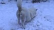 Ce chien découvre la neige pour la première fois. Et ça ne se passe pas comme prévu