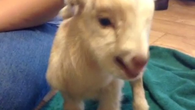 Ce chevreau va vous faire craquer ! Ecoutez ses petits cris