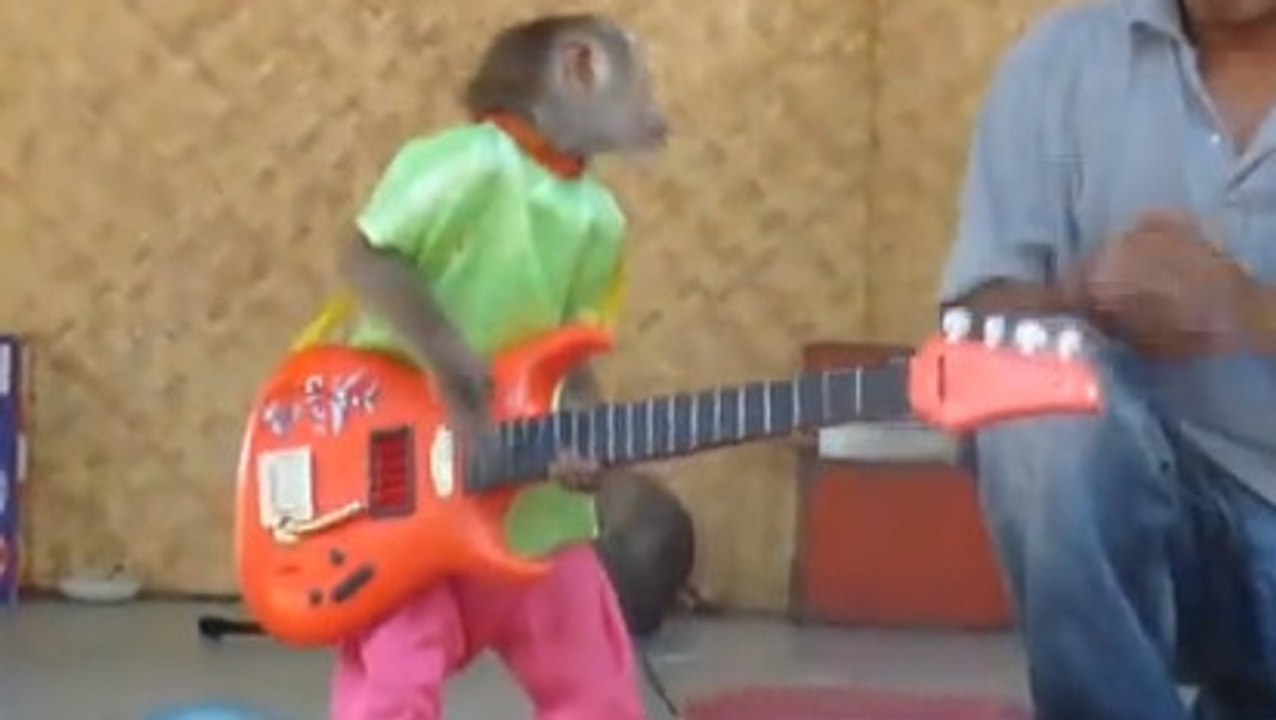 Ce petit singe va vous faire craquer. C'est une véritable rock star !