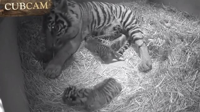 Une tigresse a donné naissance à trois petits. Découvrez-les