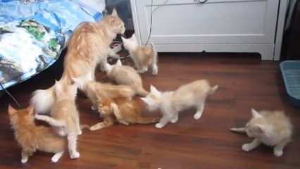 Cette chatte va faire quelque chose de totalement inattendu. Découvrez la réaction de ses chatons