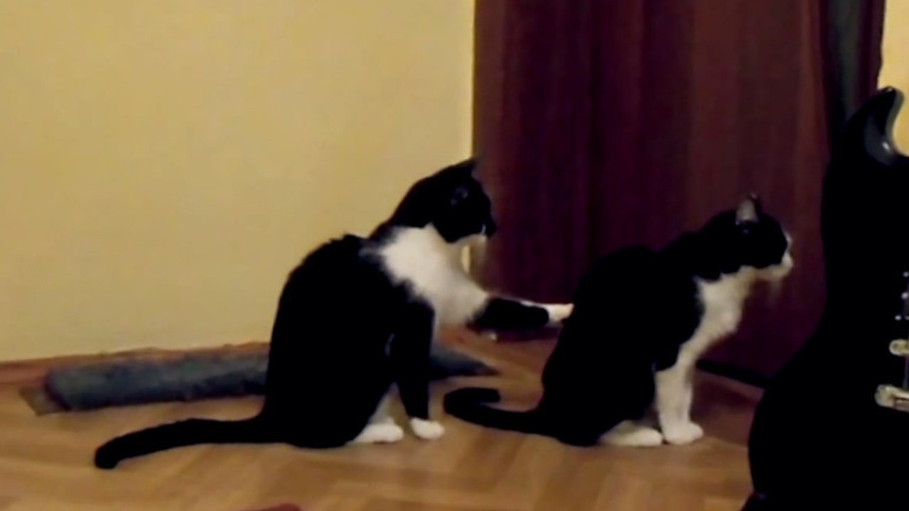 Ce chat a dû faire une très grosse bêtise. Réussira t-il à se faire pardonner ?