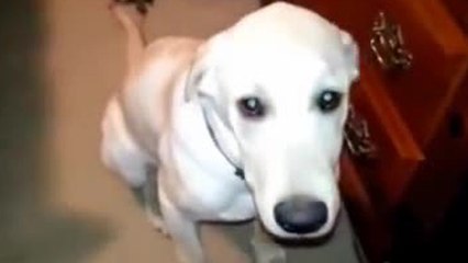 Découvrez la tête des chiens quand ils ont fait une bêtise. Vous allez craquer