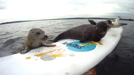 Ce bébé phoque essaie en vain de rejoindre ses amis sur une planche de surf. Y arrivera t-il ?
