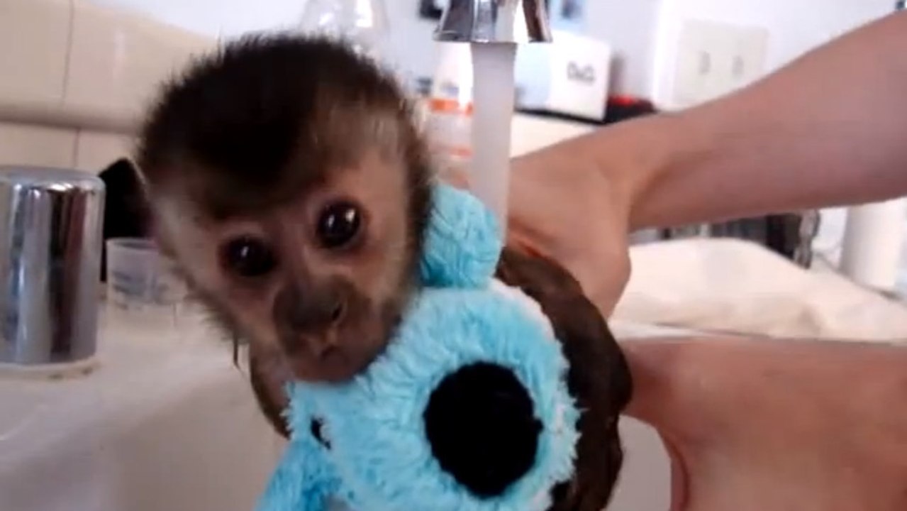 Un bébé singe prend son bain. Vous risquez d'en...