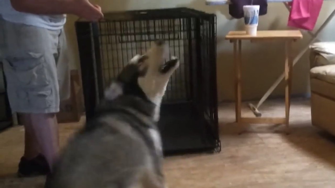Ce Husky est le meilleur comédien qui puisse exister. Il mériterait un Oscar