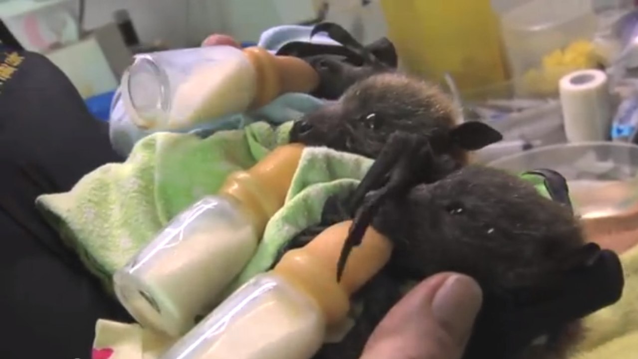 Qui aurait cru que les chauves souris étaient s...