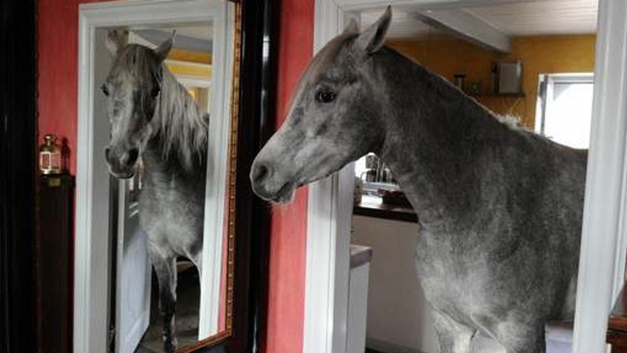 Ce cheval n'est pas comme les autres. C'est une vraie ménagère